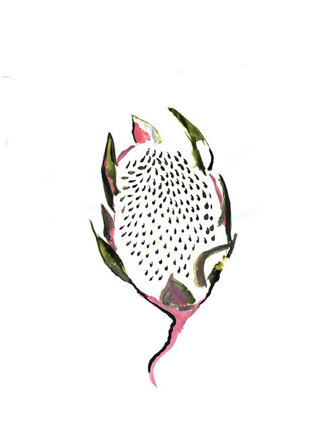 Julia Perrin-Pitaya Exote DDessin15
